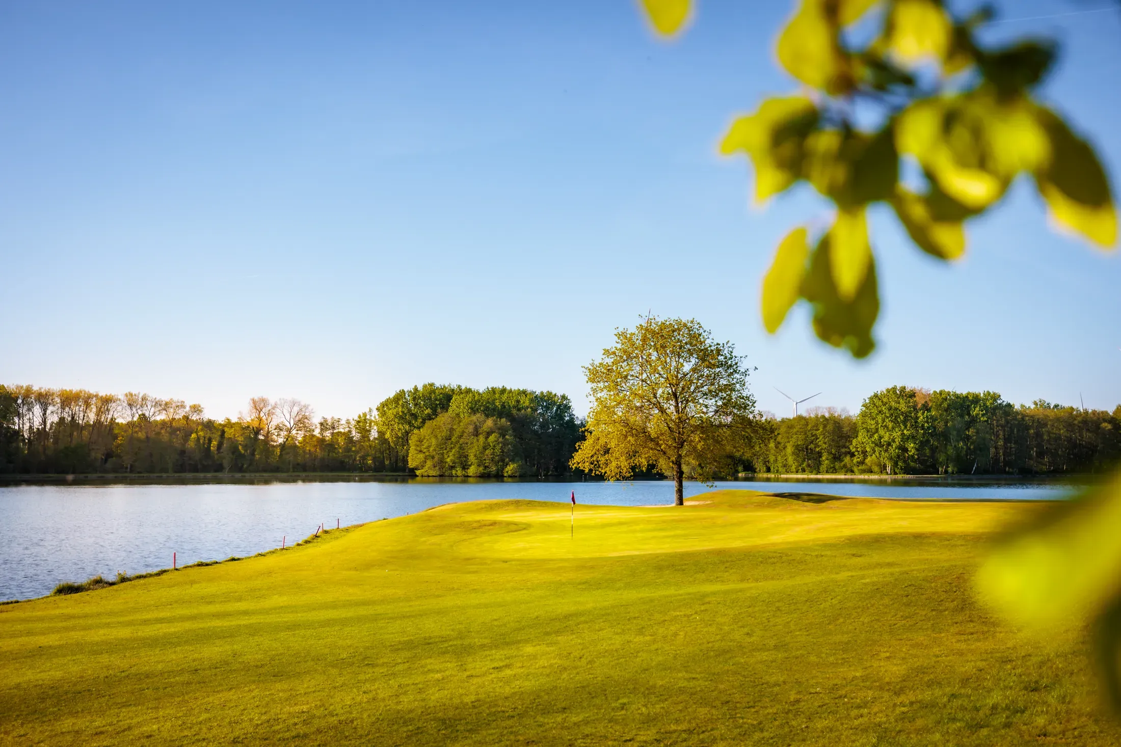 Hole met boom en gouden uurreflecties op het water